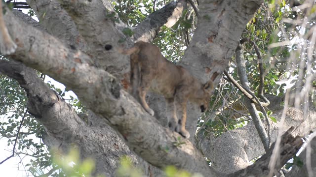 Tree-Climbing Lion Uganda