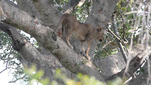 Lioness Sleeping In Tree