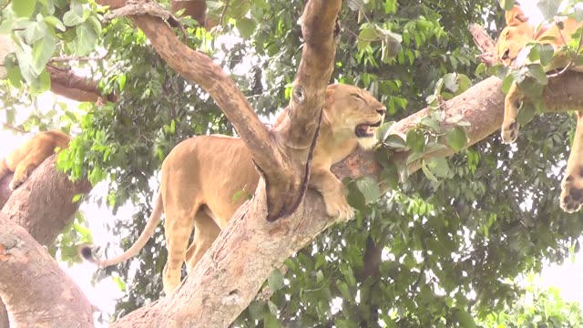 Tree-Climbing Lion In Uganda