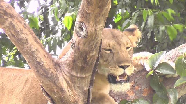 Lioness And Cub In Tree
