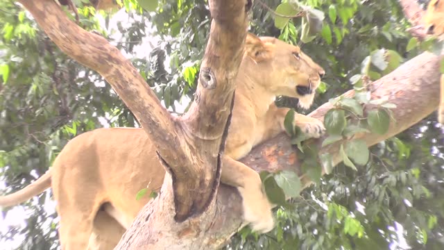 Tree-Climbing Lion In Uganda