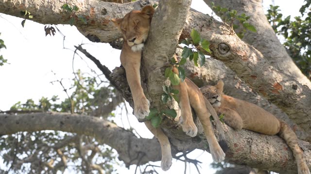 Tree-Climbing Lion In Uganda