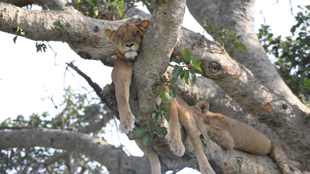 Tree-Climbing Lion In Uganda