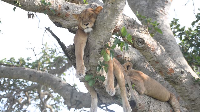 Lioness And Cub In Tree