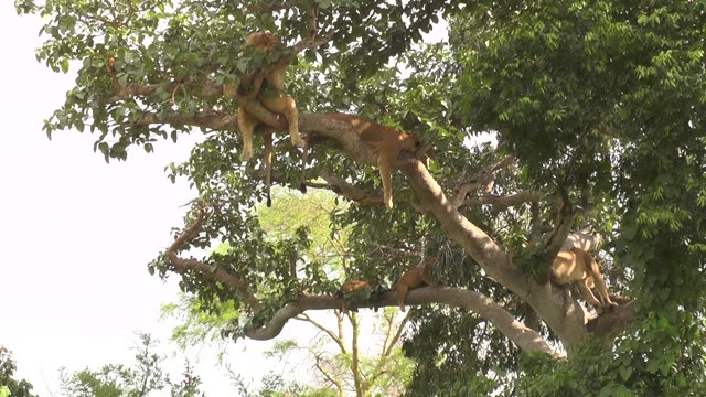 Tree-Climbing Lion Uganda