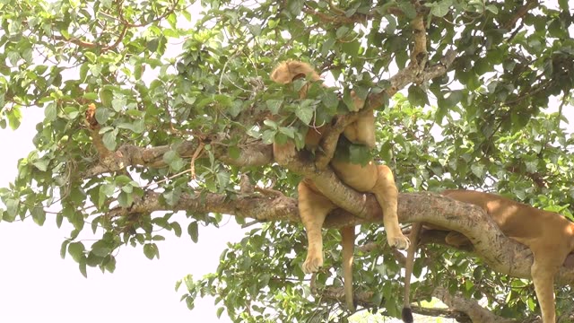 Lioness Sleeping In Tree
