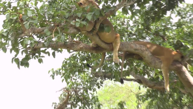 Tree-Climbing Lion Uganda