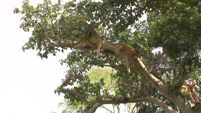 Lioness Sleeping In Tree