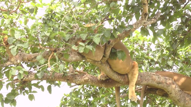 Tree-Climbing Lion Uganda