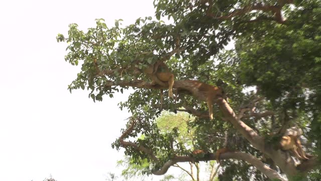 Lioness Sleeping In Tree
