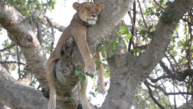 Tree-Climbing Lion In Uganda