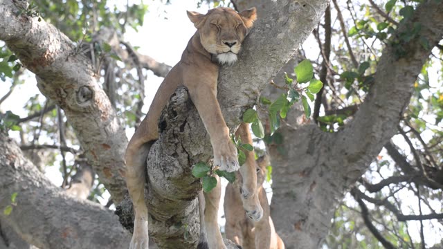Lioness And Cub In Tree