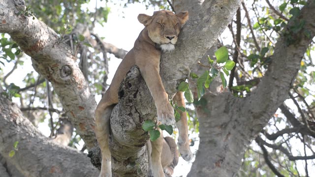 Tree-Climbing Lion In Uganda
