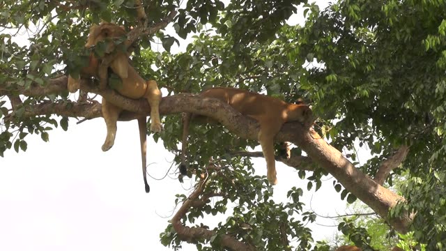 Tree-Climbing Lion Uganda
