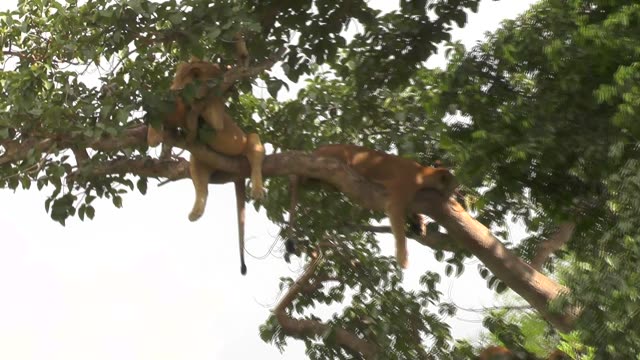 Lioness Sleeping In Tree