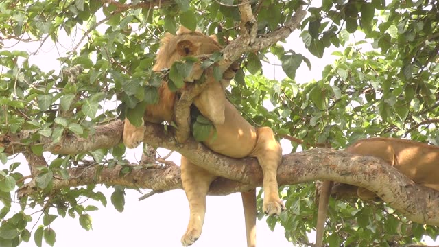 Tree-Climbing Lion Uganda