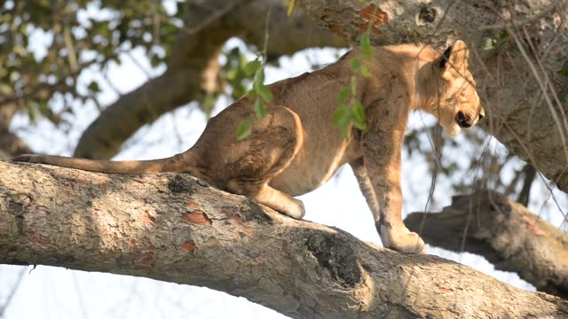 Lioness Sleeping In Tree