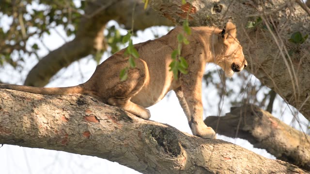 Tree-Climbing Lion Uganda
