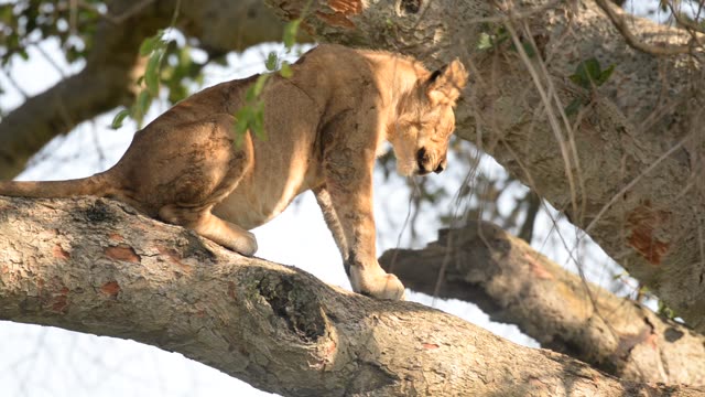 Lioness Sleeping In Tree