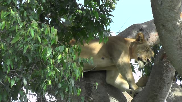 Lioness And Cub In Tree