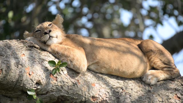 Tree-Climbing Lion Uganda
