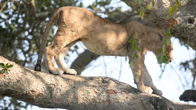 Lioness Sleeping In Tree