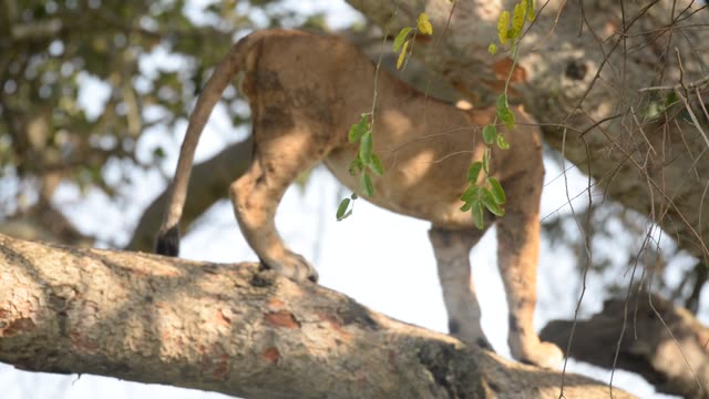 Tree-Climbing Lion Uganda
