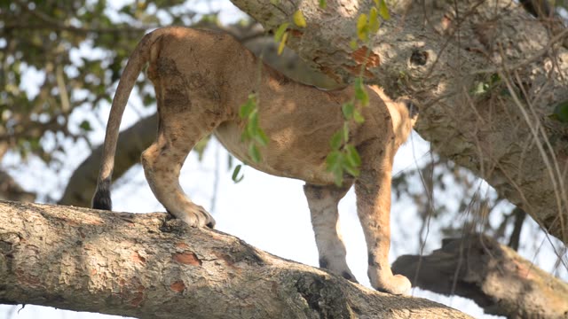 Lioness Sleeping In Tree