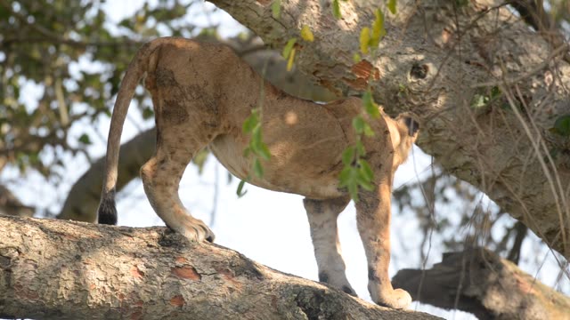 Tree-Climbing Lion Uganda