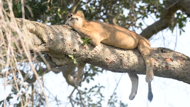 Lioness And Cub In Tree