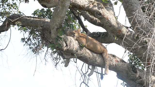 Lioness And Cub In Tree