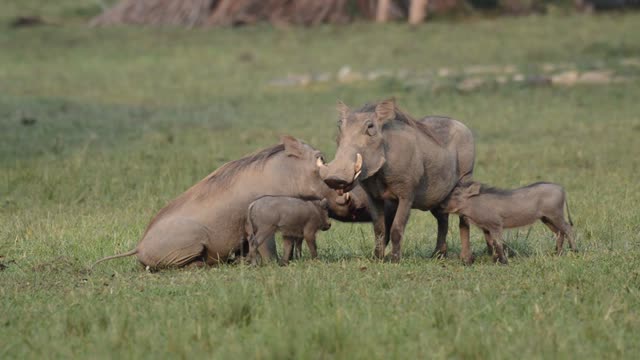 Warthog Family With Piglets