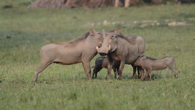 Warthogs Touching Tusks Together