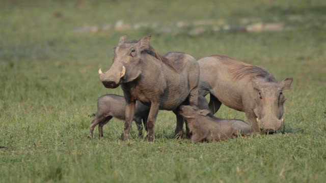 Warthog Adults And Young Grazing