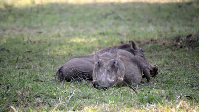 Warthogs Resting In Green Grass