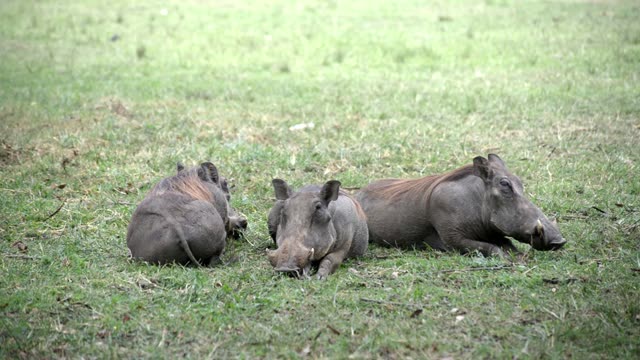 Three Warthogs Lying Down