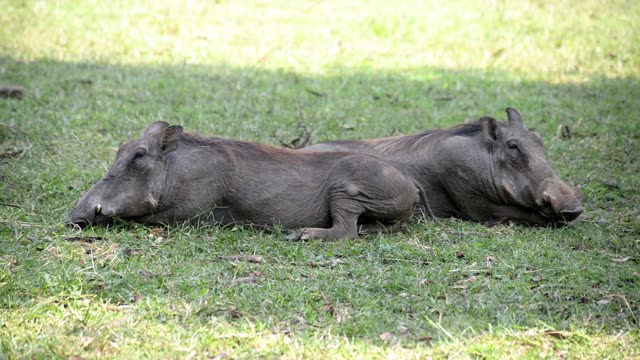 Two Warthogs Asleep On Grass