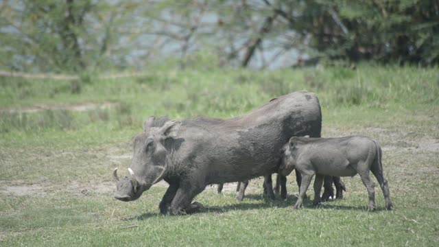 Warthog Kneeling With Piglets