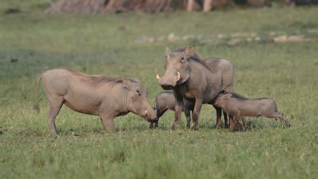 Warthog Family Nose To Nose