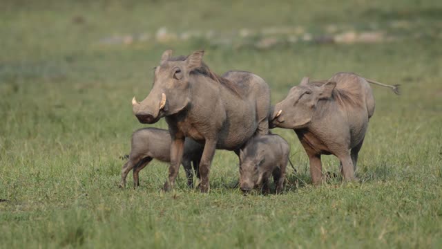 Warthog Parents With Small Piglets