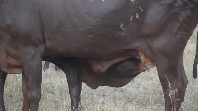 Calf Nursing Under Ankole Cow