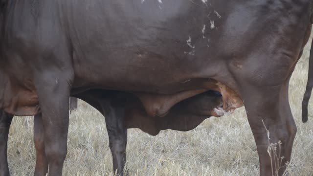 Calf Nursing Under Ankole Cow
