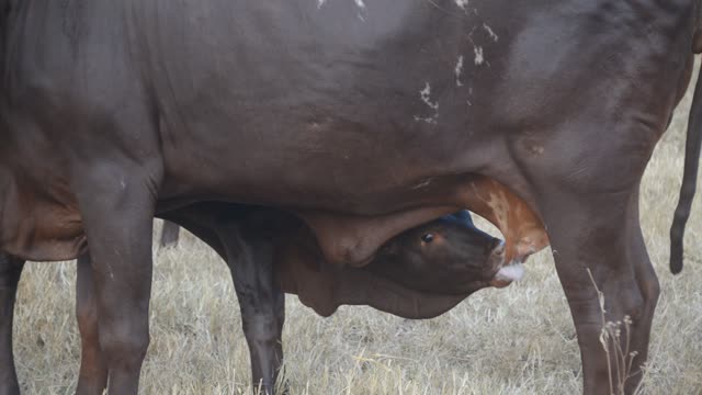 Calf Nursing Under Ankole Cow