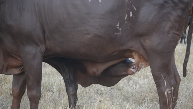 Calf Nursing Under Ankole Cow
