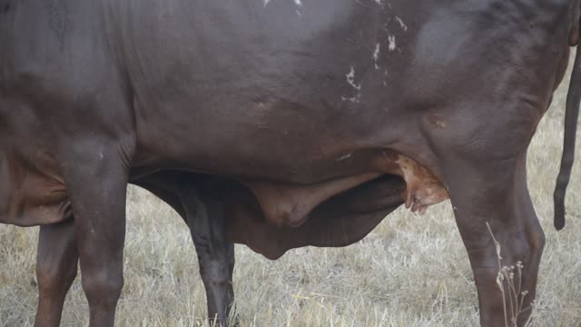 Calf Nursing Under Ankole Cow