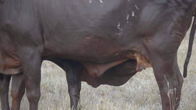 Calf Nursing Under Ankole Cow