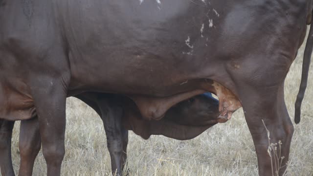 Calf Nursing Under Ankole Cow