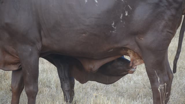 Calf Nursing Under Ankole Cow