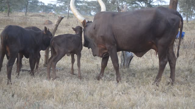 Ankole Cow And Calf In Field
