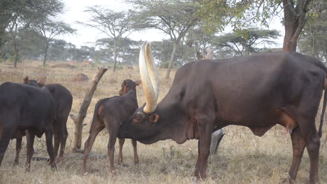 Long-Horned Cattle Pair Grazing